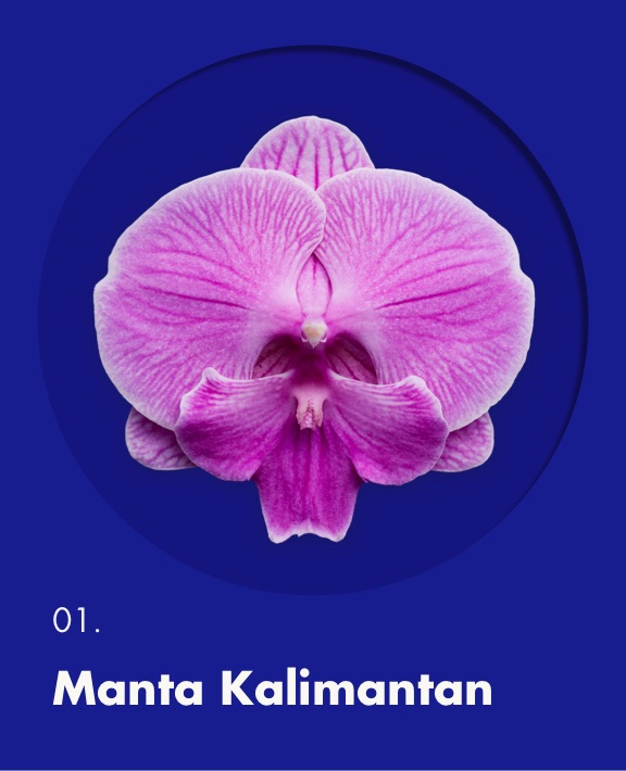 Manta-Kalimantan